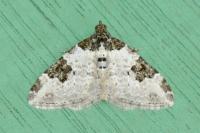 Xanthorhoe fluctuata