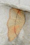 Cyclophora punctaria