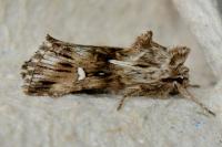Calophasia lunula