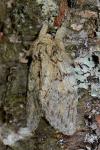 Peridea anceps