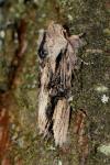 Egira conspicillaris