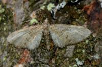 Eupithecia abbreviata