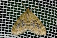 Acasis viretata
