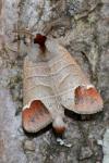 Clostera curtula
