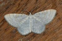 Asthena albulata