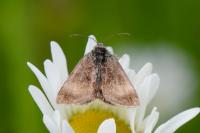 Panemeria tenebrata