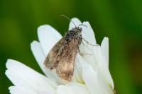 Panemeria tenebrata