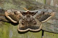 Saturnia pyri