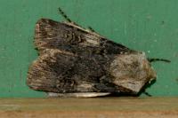 Agrotis puta