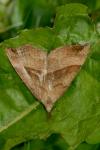 Hypena proboscidalis