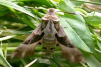 Proserpinus proserpina