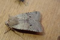 Spudaea ruticilla