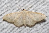 Idaea aversata