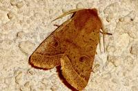 Orthosia cerasi