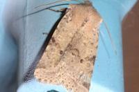 Spudaea ruticilla