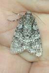 Acronicta rumicis