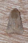 Orthosia cruda