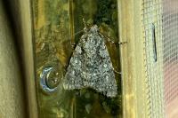 Acronicta rumicis