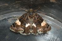 Tyta luctuosa