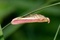 Oncocera semirubella