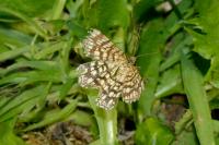 Chiasmia clathrata