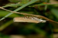 Agriphila inquinatella
