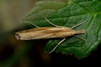 Agriphila tristella