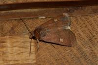 Xestia xanthographa