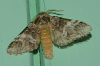 Drymonia dodonaea