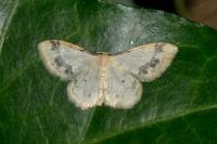 Idaea trigeminata