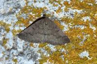 Aleucis distinctata