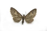 Eupithecia abbreviata