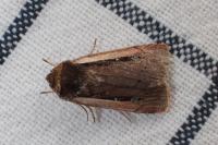 Ochropleura leucogaster