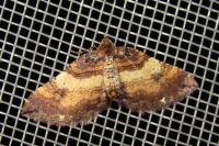 Earophila badiata