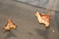 Selenia tetralunaria