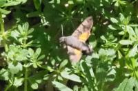 Macroglossum stellatarum