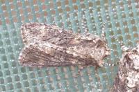 Polyploca ridens