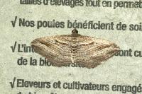 Costaconvexa polygrammata