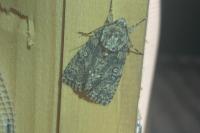 Acronicta rumicis