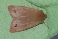 Anorthoa munda