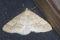 Phigaliohybernia marginaria