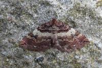 Earophila badiata