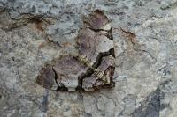Anticlea derivata