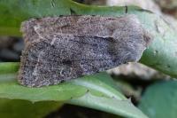 Orthosia incerta
