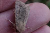 Orthosia incerta
