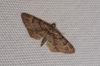 Gymnoscelis rufifasciata