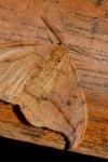 Drepana curvatula