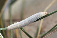 Mythimna litoralis