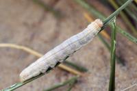 Mythimna litoralis