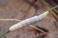 Mythimna litoralis